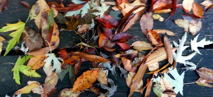 mixed leaves2